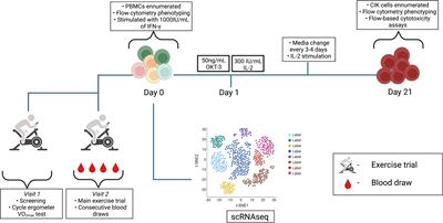 Acute exercise mobilizes NKT-like cells with a cytotoxic transcriptomic profile but does not augment the potency of cytokine-induced killer (CIK) cells